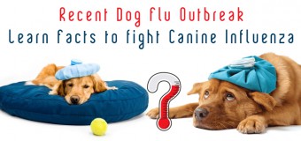Recent Dog Flu Outbreak- Learn Facts to fight Canine Influenza