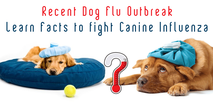 BPC-CanineInfluenza