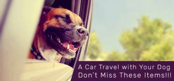 Things To Consider Before Traveling With Your Dog