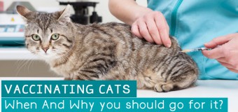 Vaccinating Cats- When and why you should go for it?