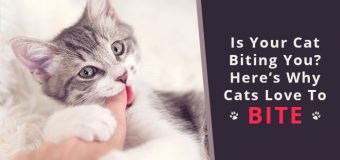 Is Your Cat Biting You? Here's Why Cats Love To Bite