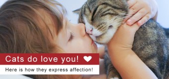 Cats do love you! Here is how they express affection!