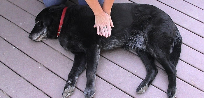 4 CPR Instructions To Follow When Your Pet Starts Choking 