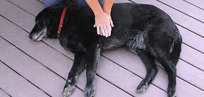 4 CPR Instructions To Follow When Your Pet Starts Choking