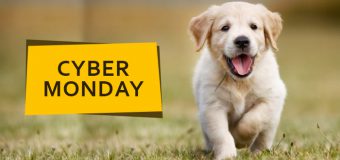 Celebrate The Cyber Monday With Amazing Deals And Offers On Pet Supplies