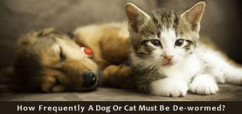 How Frequently A Dog Or Cat Must Be De-wormed?