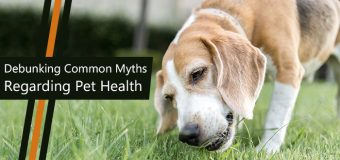 Pet Health Myths You Need to Stop Believing