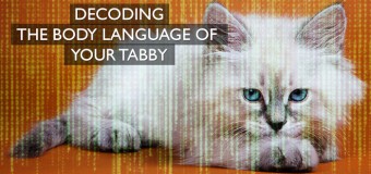 Understanding Cat Body Language: Ears Signals