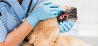 11 Leading Dental Facts of Dogs