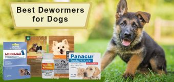 Best Dewormers for Dogs
