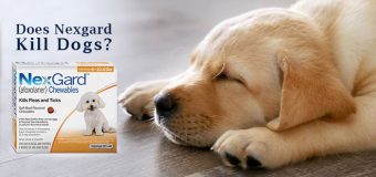 Does Nexgard Kill Dogs?  Things You Ought to Know About Nexgard for Dogs