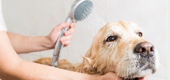Essential Dog Bathing Tips To Skip The Bath Time Battle
