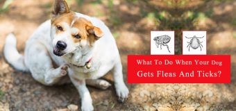 Immediate Steps to Take When You got to know your pet has flea and tick