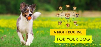 Dog & Puppy Checklist 2022: Essentials for Right Routine