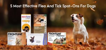 5 Most Effective Flea and Tick Spot-Ons for Dogs in 2022