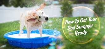 How To Get Your Dog Summer Ready
