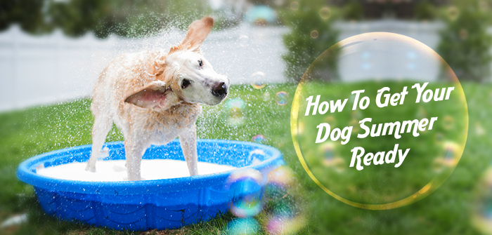 How To Get Your Dog Summer Ready