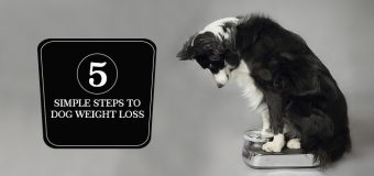 How To Help Your Dog Lose Weight?