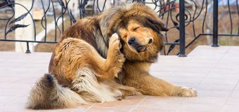 The Facts About Dog’s Enemy Fleas And How To Prevent Them