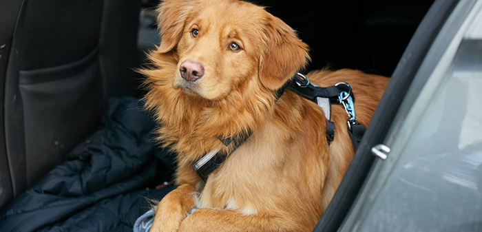 Ensuring Pet safety while celebration