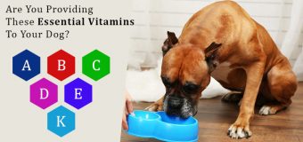 Are You Providing These Essential Vitamins To Your Dog?