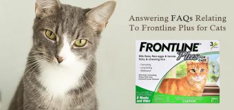 Answering FAQs Relating To Frontline Plus for Cats