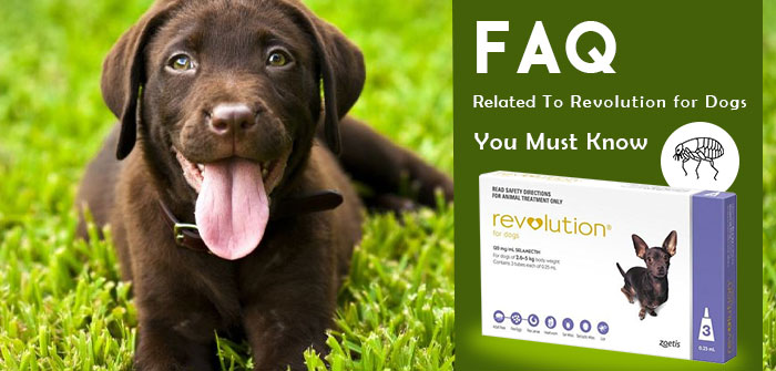 FAQ revolution for dogs