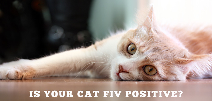 Feline Immunodeficiency Virus 