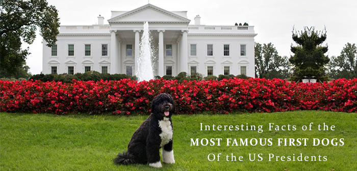 Facts of the Most Famous First Dogs Of the US Presidents