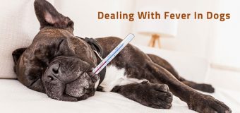 Dealing With Fever in Dogs