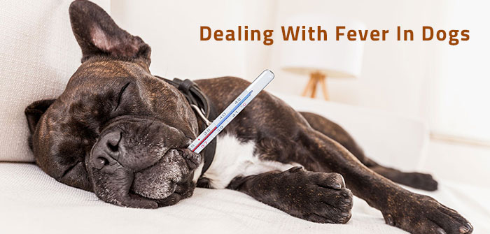 fever in dogs