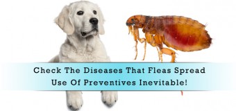 Check The Diseases That Fleas Spread- Use Of Preventives Inevitable!