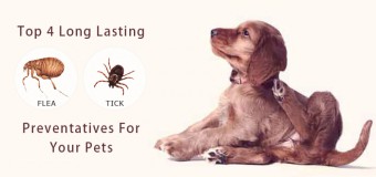 Top 4 Long Lasting Flea And Tick Preventatives For Your Pets
