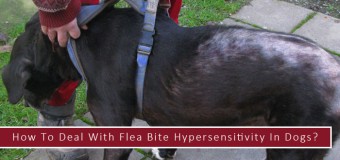 How To Deal With Flea Bite Hypersensitivity In Dogs?