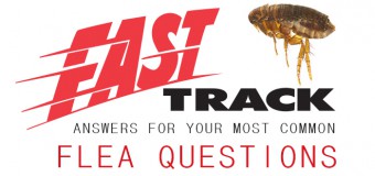 Fast-Track Answers For Your Most Common Flea Questions