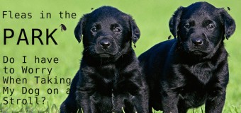 Fleas In The Park – Do I Have To Worry When Taking My Dog On A Stroll?