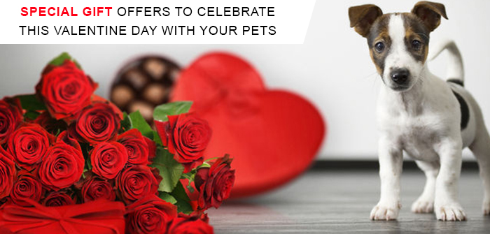 Gift Offers to Celebrate This Valentine day with Your Pet