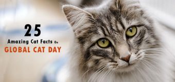 25 Amazing Cat Facts On Global Cat Day