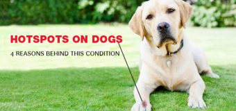 Hotspots on Dogs: 4 Reasons Behind This Condition