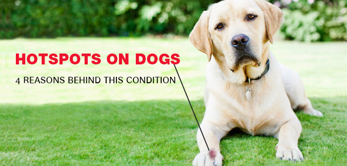 hotspots in dogs