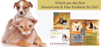 Which are the Best Heartworm & Flea Products for Pet?