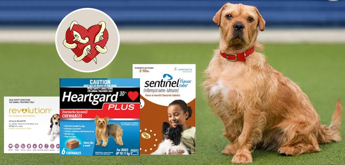 Heartworm Preventions for Dogs: Heartgard vs. Sentinel vs. Revolution