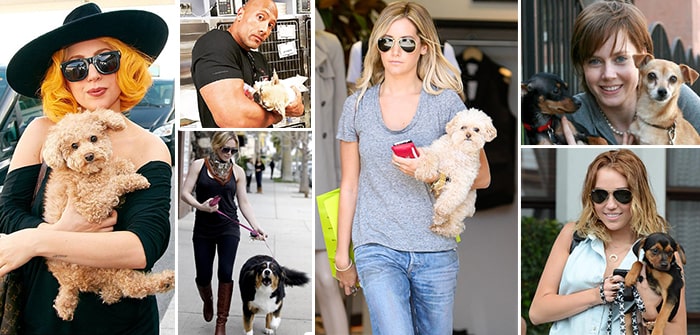Hollywood Celebrities That Love Dogs A Lot
