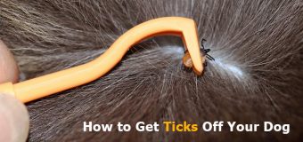 How to Get Ticks Off Your Dog