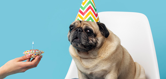 Including pets in thanksgiving celebration