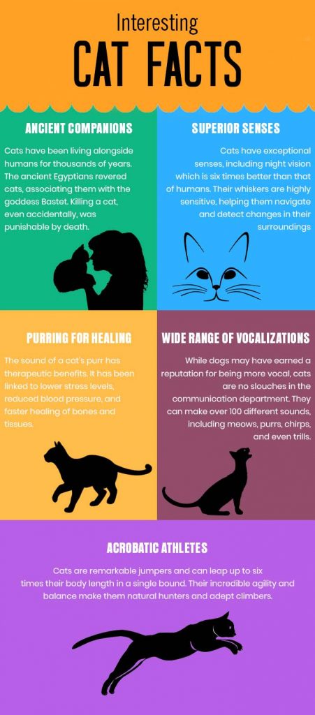 Interesting Facts about cats