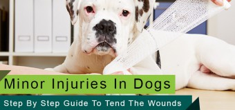 Minor Injuries In Dogs – Step By Step Guide To Tend The Wounds
