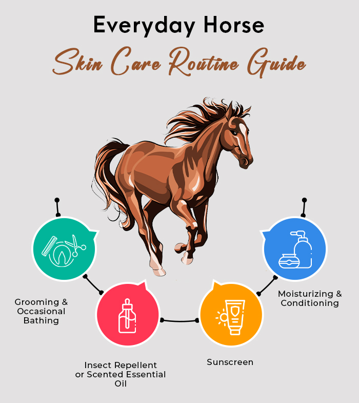 Everyday skin care routine chart for your horse 