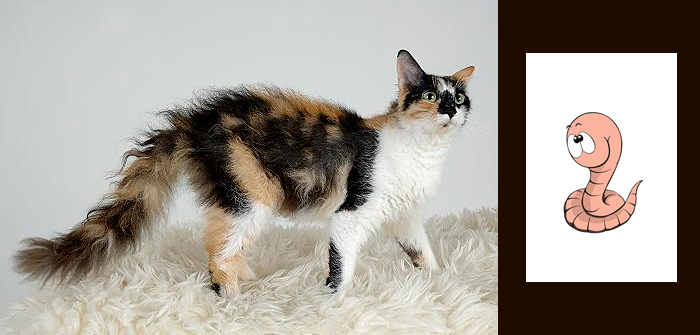 Intestinal parasites in cats treatment sale