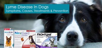 Lyme Disease In Dogs – Symptoms, Causes, Treatments And Prevention